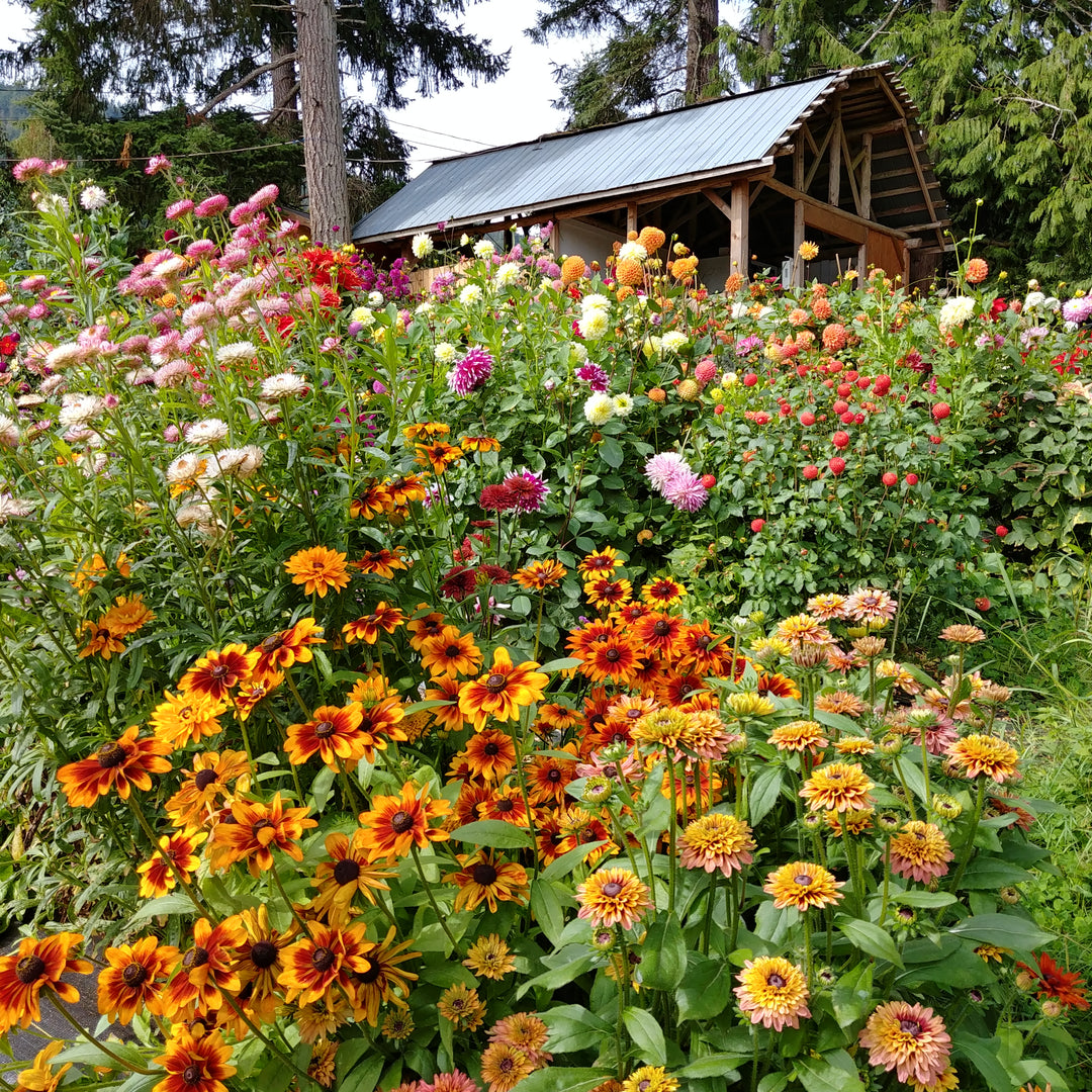 Why Planting a Bee Garden is Good for Pollinators, Good for the Planet, and Good for You!