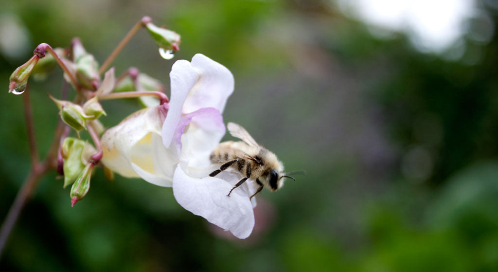 Pollinators in Your Garden and How to Identify Them
