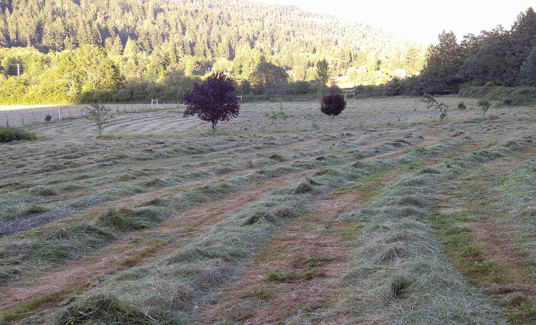 Alchemy Farm Haying Day