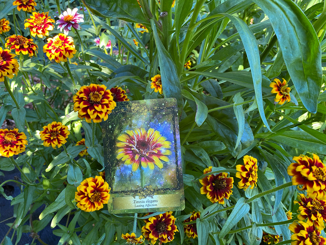 Alchemy Flower Oracle ~ Messages from Flowers